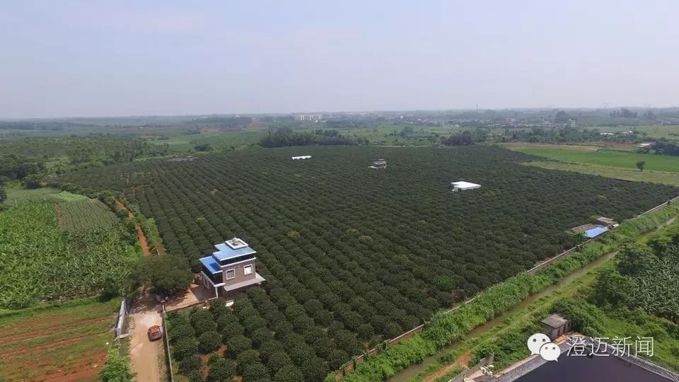 澄迈富硒地瓜多少钱一斤