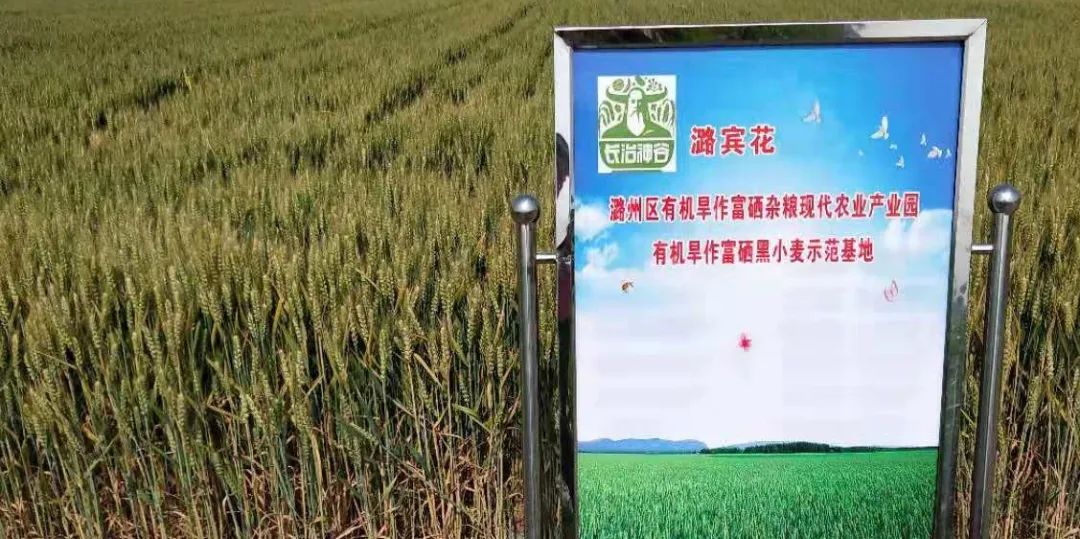 富硒黑小麦面粉营养价值