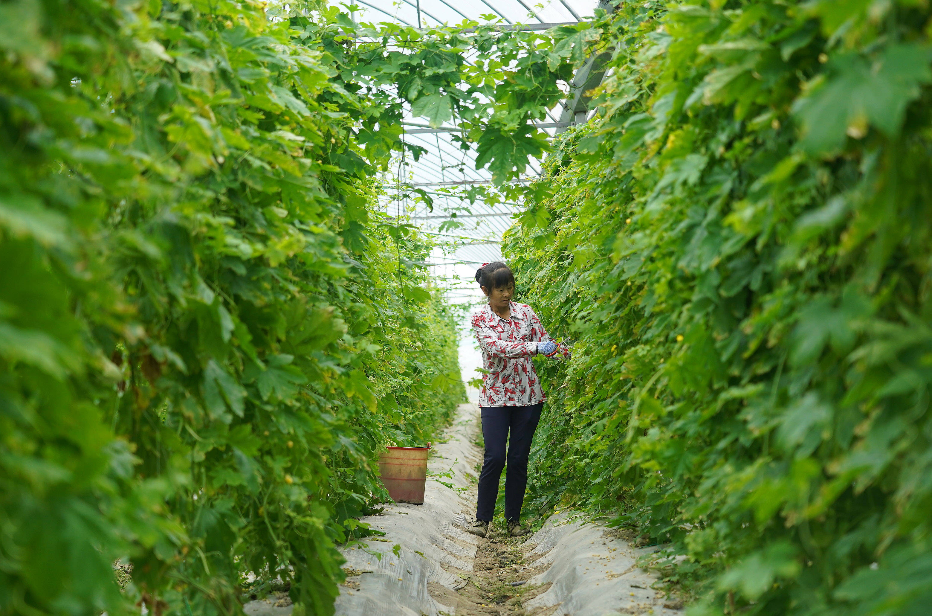 于都县梓山富硒蔬菜特色