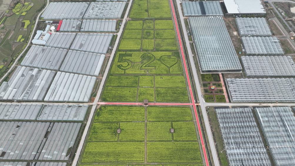 于都县梓山富硒蔬菜特色