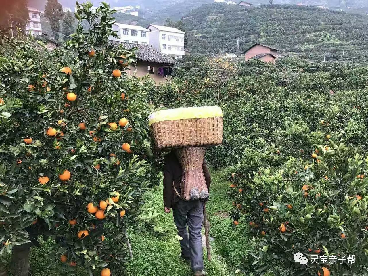 含有富硒的水果推荐美白
