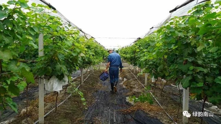 水果富硒含量标准是多少