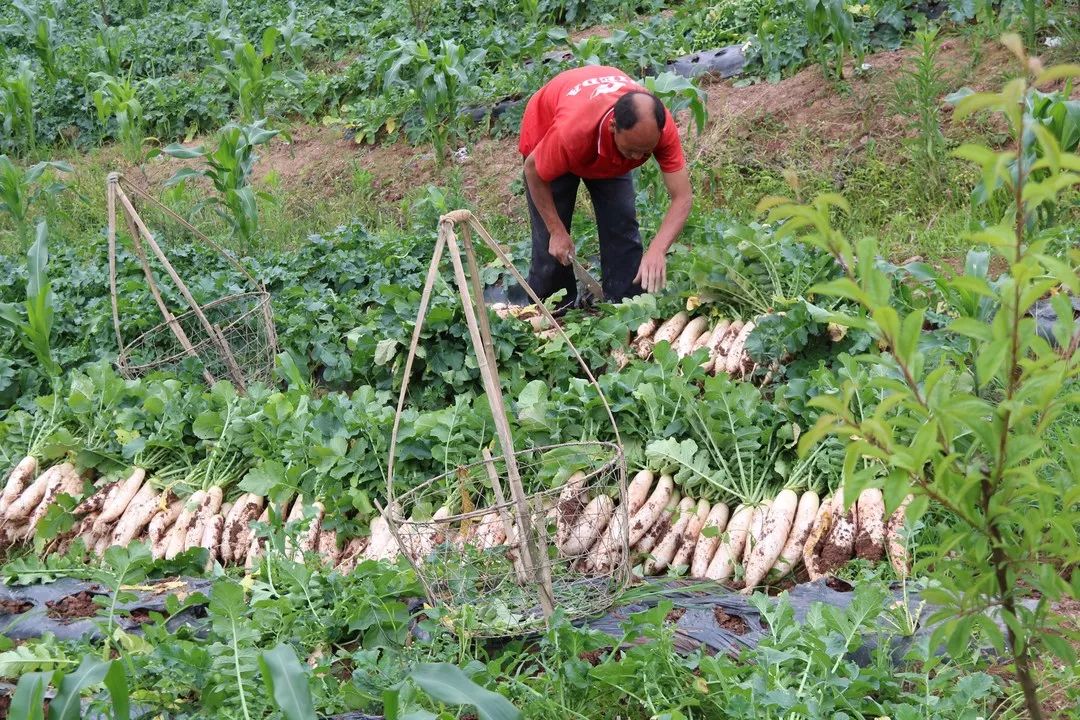 富硒水果作用功效与主治