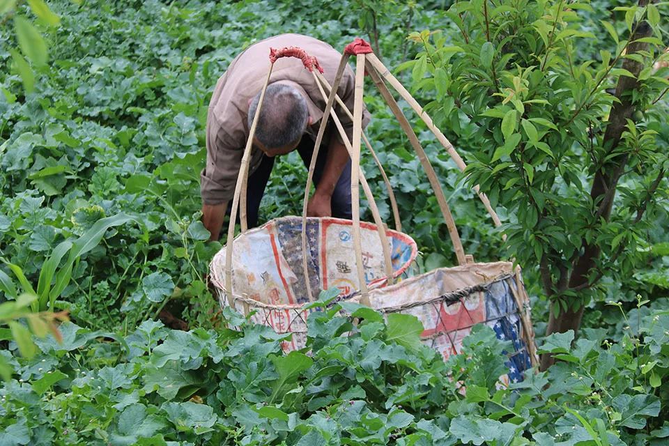 富硒水果作用功效与主治