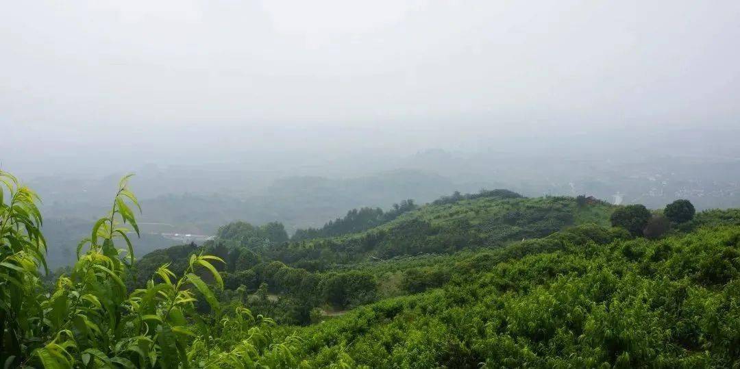 玉黛湖富硒水果采摘价格