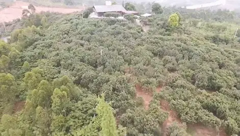 玉黛湖富硒水果采摘价格