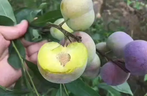 玉黛湖富硒水果采摘价格