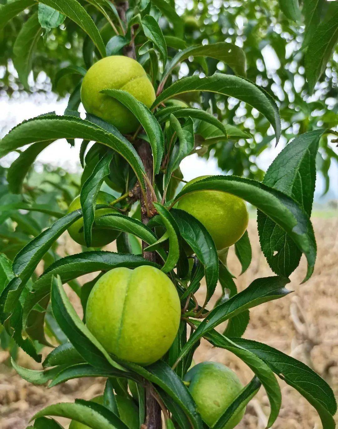 玉黛湖富硒水果采摘价格