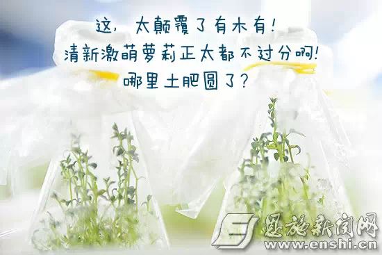国家批准的硒产品有哪些