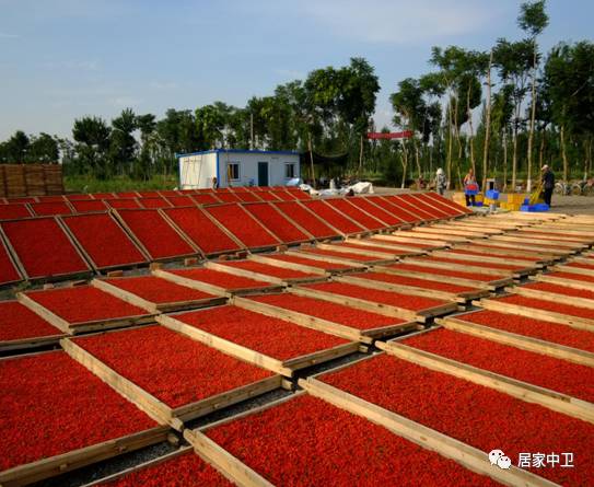 中国地理标志产品硒砂瓜