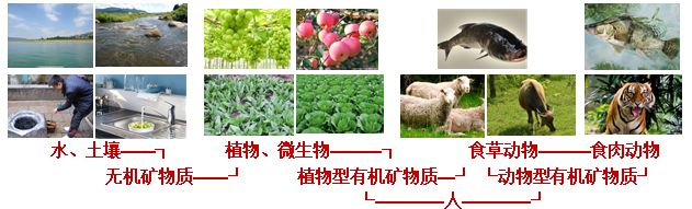 锌硒宝片有什么作用说明