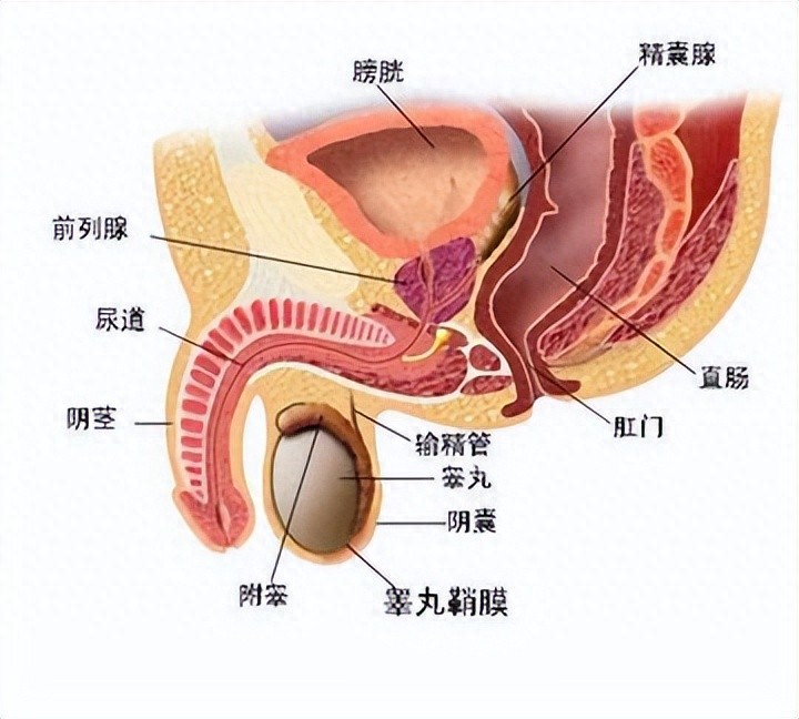 锌硒宝能治疗精子浓度吗