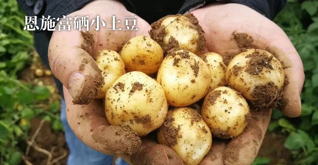 恩施富硒茶十大功效