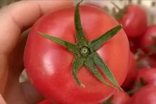 富硒蔬菜