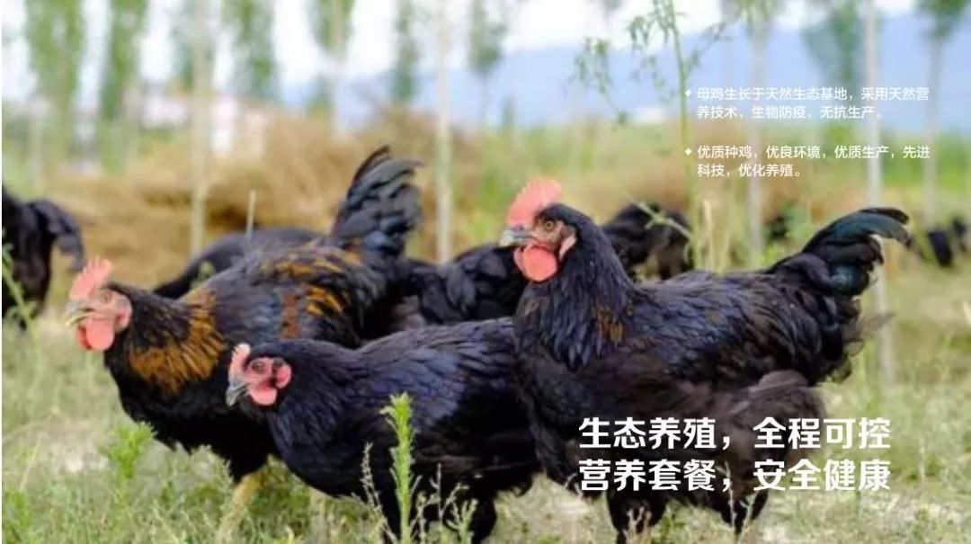 什么叫富硒鸡蛋