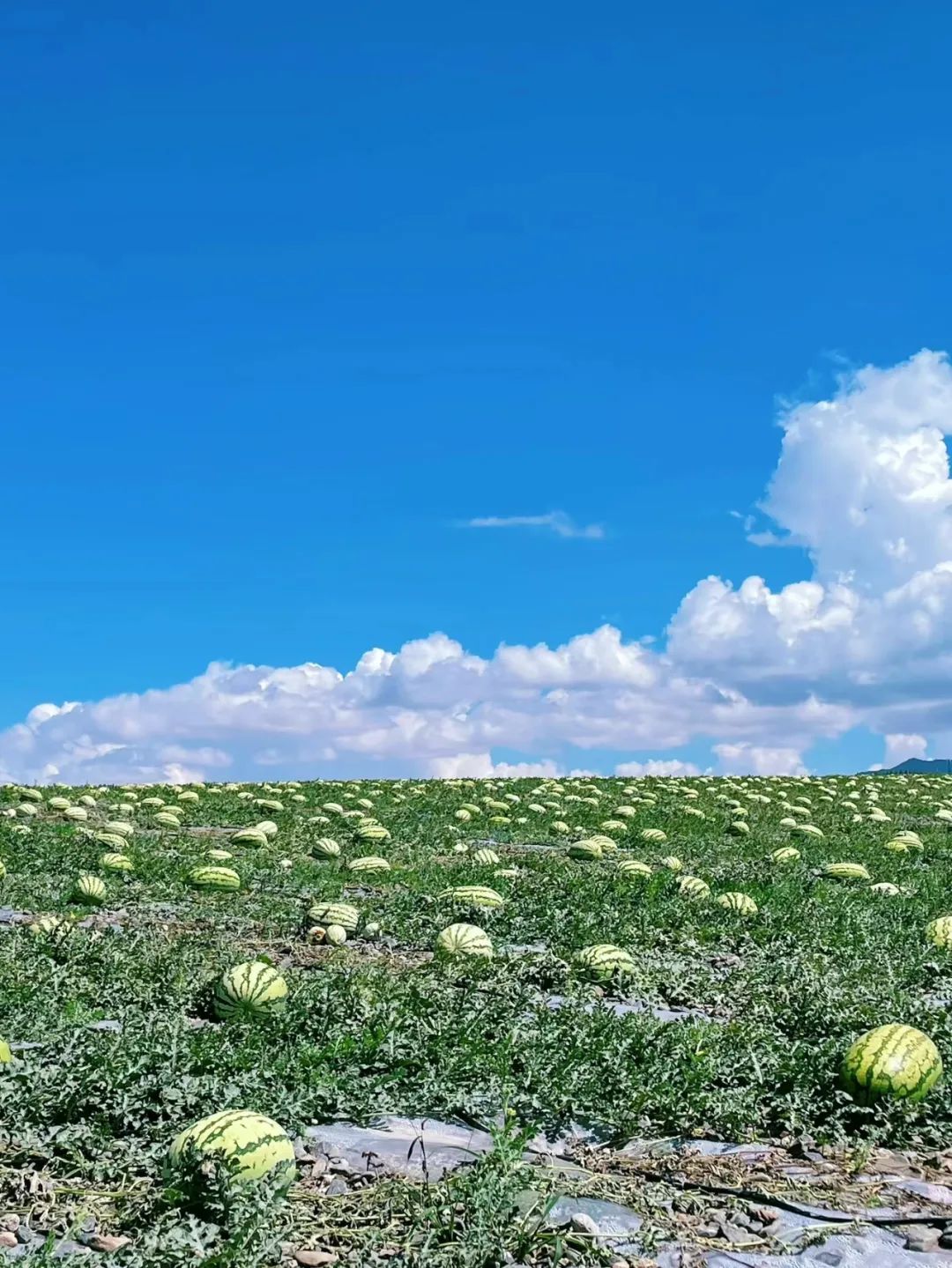中卫富硒硒砂瓜