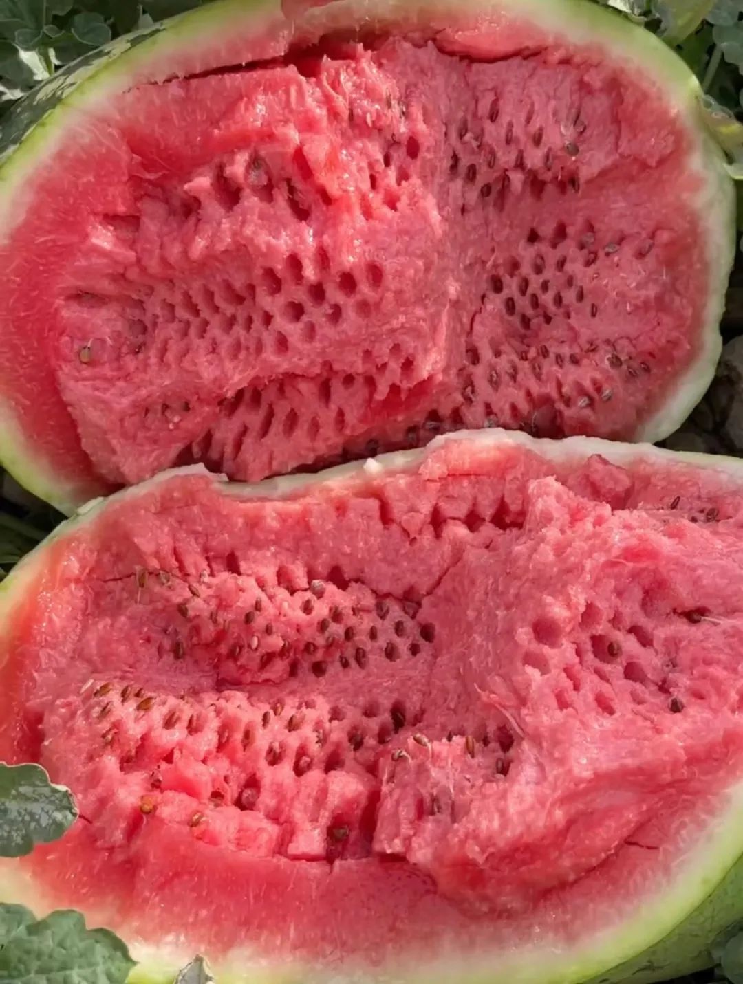 中卫富硒硒砂瓜