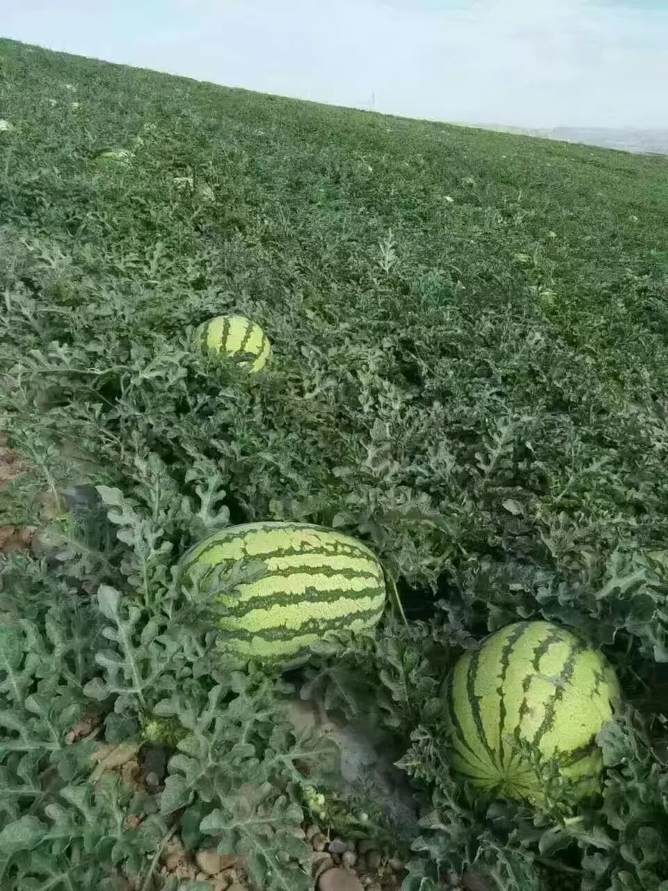 中卫富硒硒砂瓜