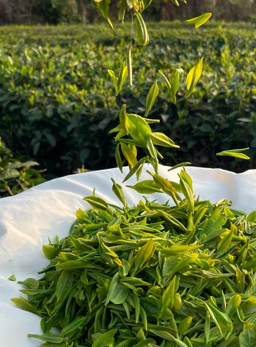 开阳富硒茶多少钱一斤