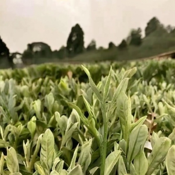 霍山黄芽与恩施富硒茶的深度解析与文化传承之旅