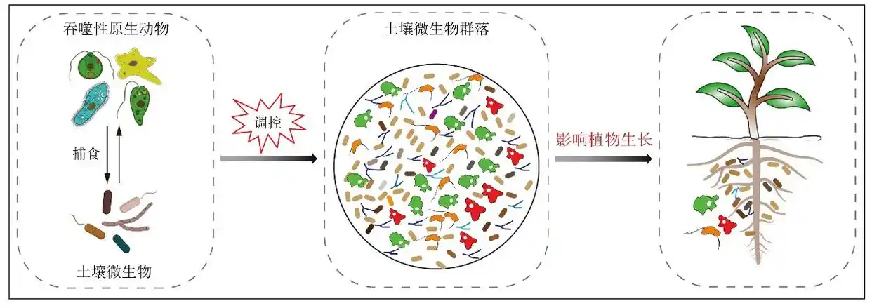 宁夏硒砂瓜拼音