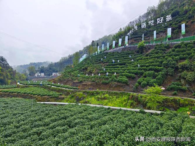 富硒茶是哪里产的