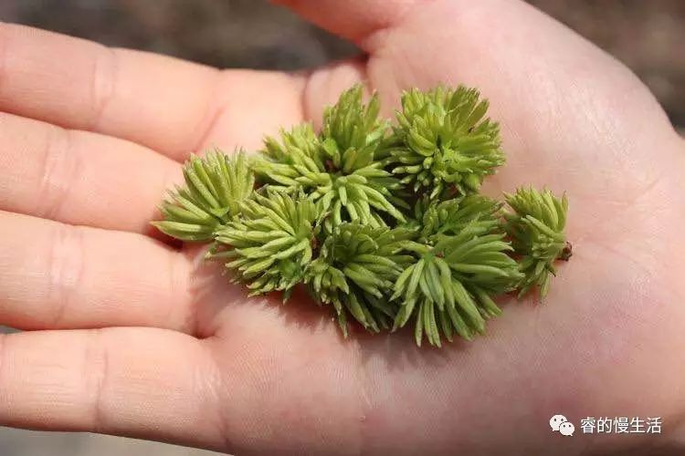 含硒的茶叶有哪几种