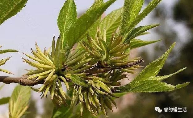 含硒的茶叶有哪几种