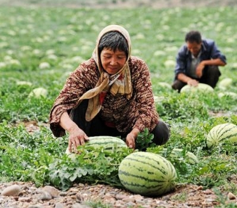中卫硒砂瓜介绍