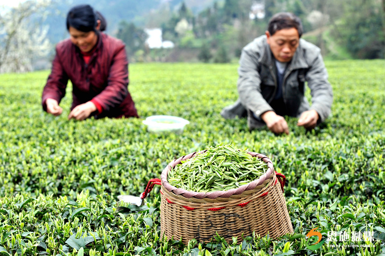 恩施玉露富硒茶的功效