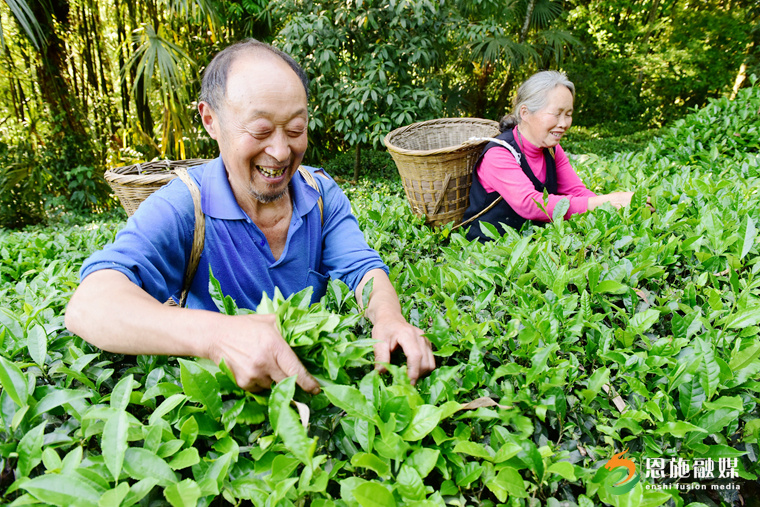恩施玉露富硒茶的功效