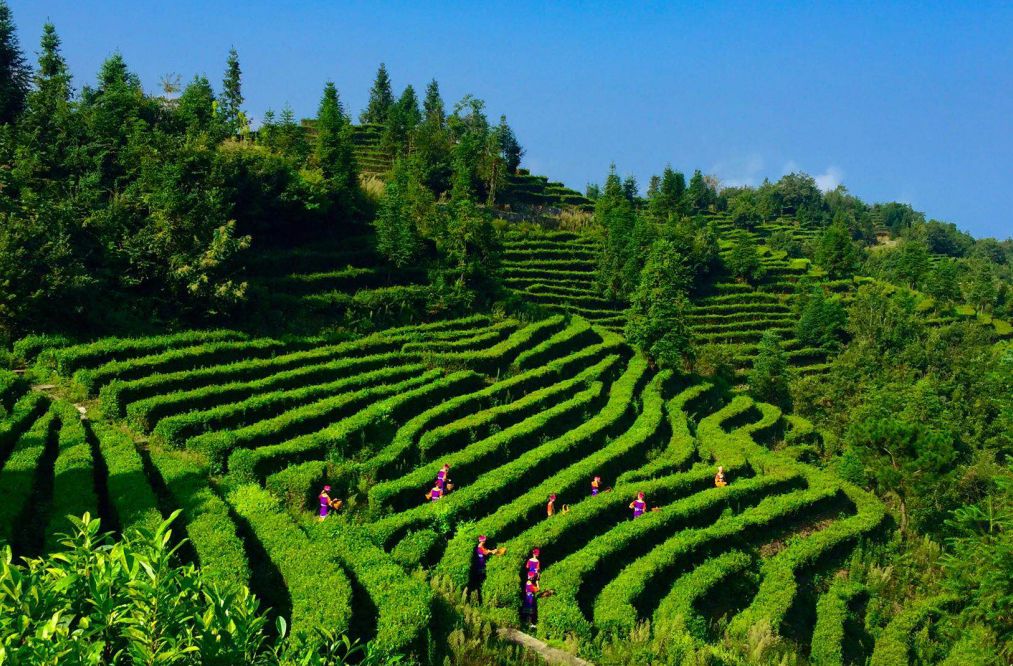 含硒第一名的茶