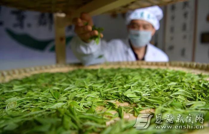 含硒第一名的茶