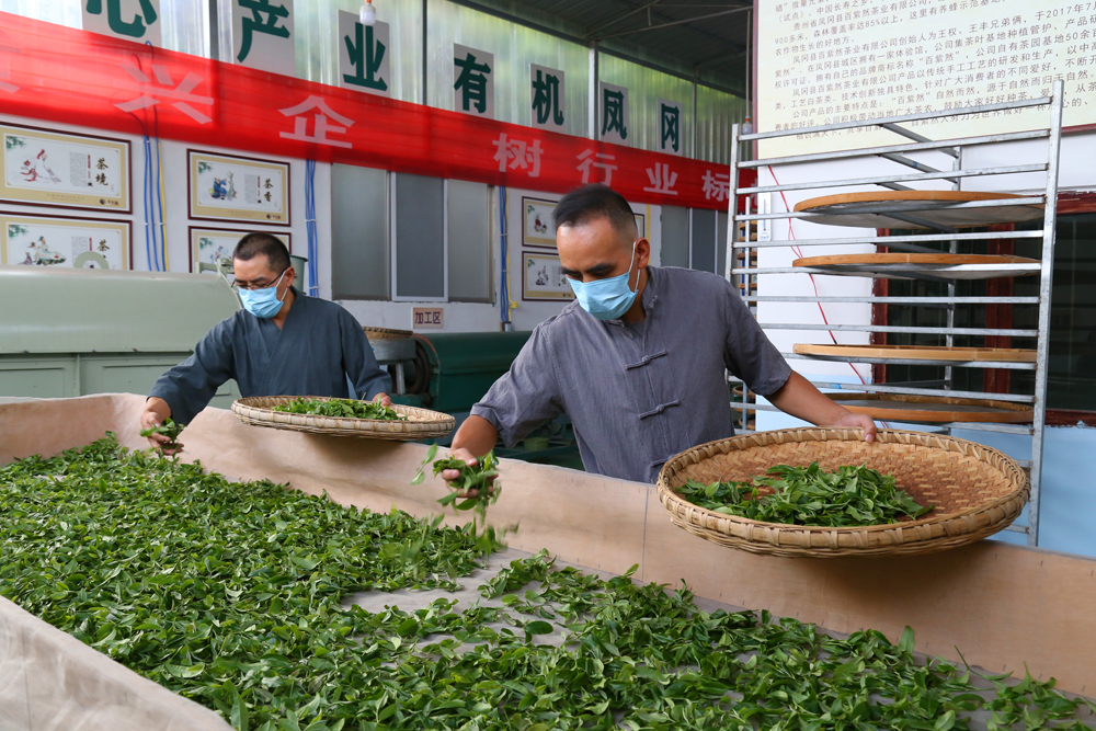 贵州凤冈锌硒茶价格