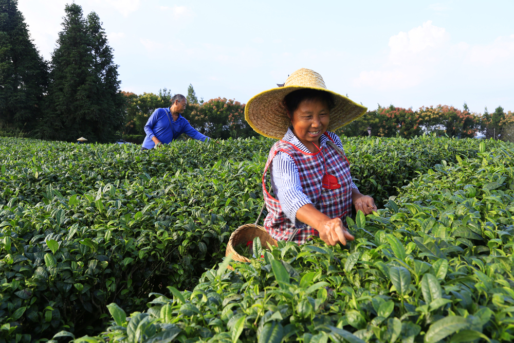贵州凤冈锌硒茶价格