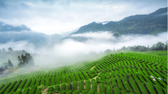 十株茶恩施硒茶