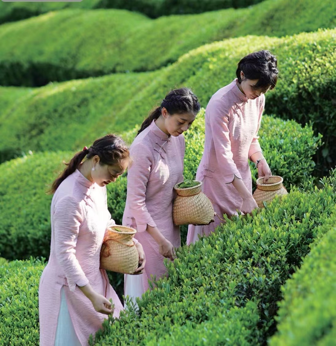 十株茶恩施硒茶