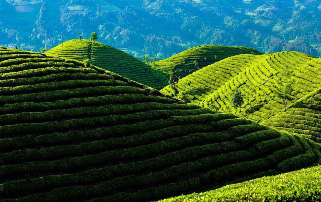 十株茶恩施硒茶