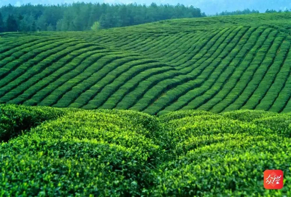 凤冈茶锌硒茶
