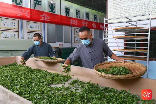 凤冈茶锌硒茶