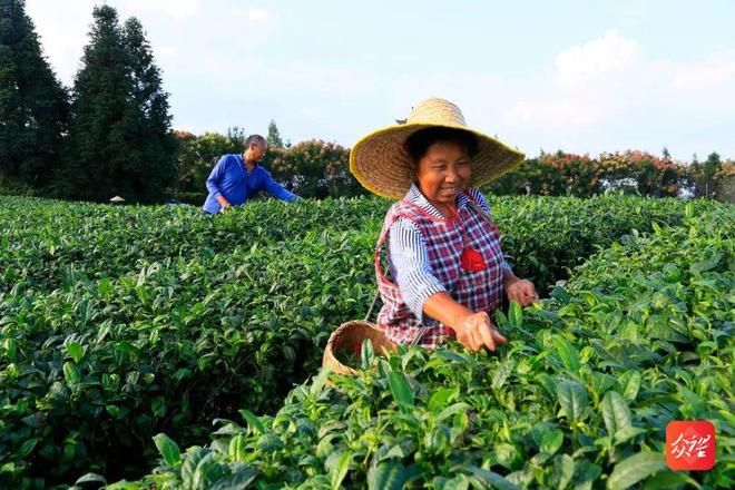 凤冈茶锌硒茶