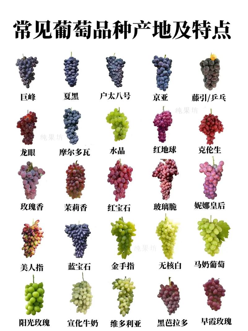 富硒葡萄是什么品种