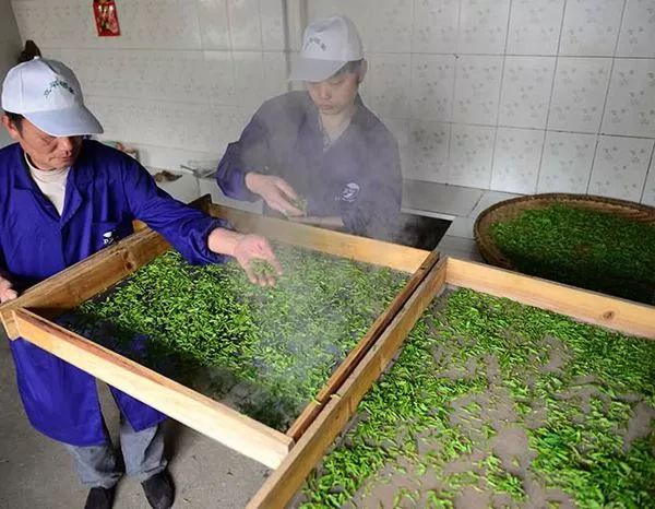 恩施玉露是富硒茶吗