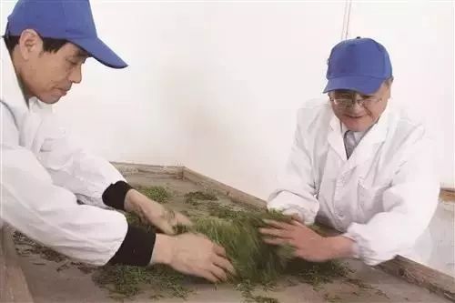 恩施玉露是富硒茶吗