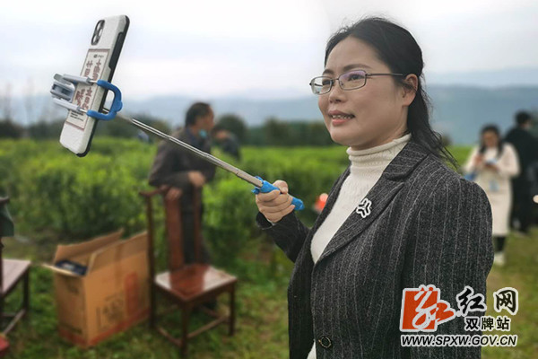 藤茶有什么好处