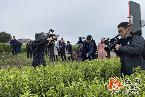 藤茶有什么好处