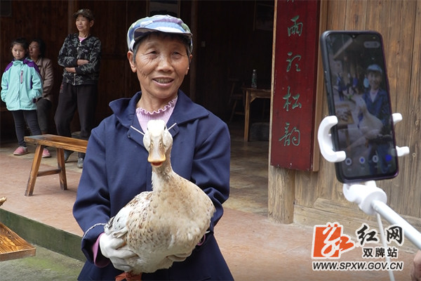 藤茶有什么好处