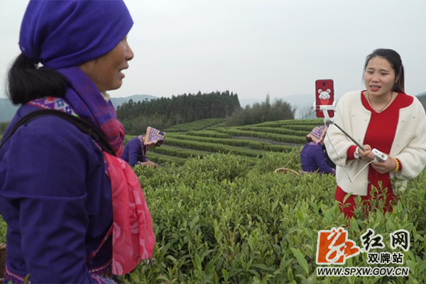 藤茶有什么好处