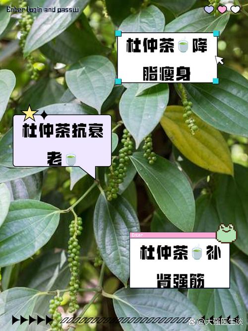 杜仲茶叶的功效