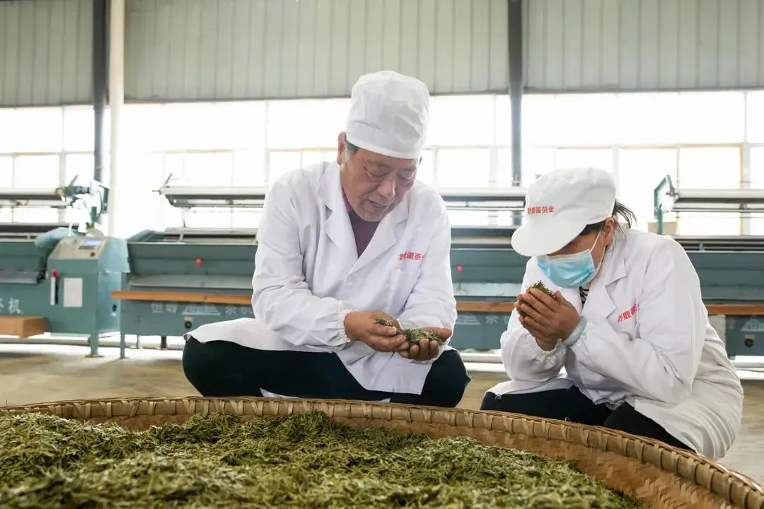 凤冈锌硒茶功效